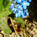 20220413 0494CPw [D~LIP] Wollschweber (Bombylius major), [Hummelschweber] [Trauerschweber] [Trauerfliege], Acker-Vergißmeinnicht (Myosotis arvensis), Bad Salzuflen
