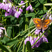 Gatekepper in Lyme Gardens on purple