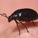 IMG 7611 Beetle