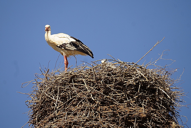 Bewachen des Nestes II