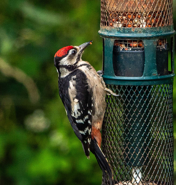 Great spotted woodpecker