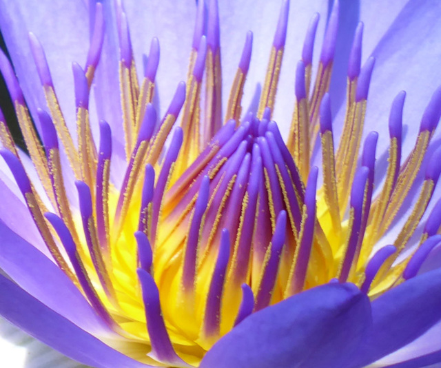 433.1. - 29.09.2025 - Blüte