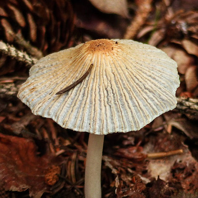 Dainty little parasol