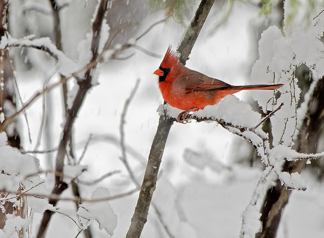 cardinalbird图片