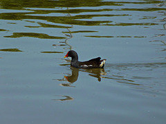 Moorhen