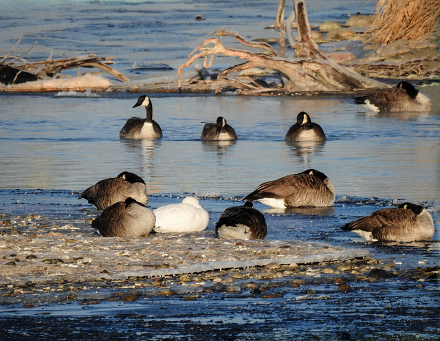 One Snow Goose among the Canada Geese