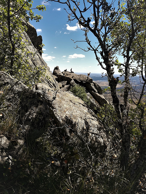 Mountain goats again.