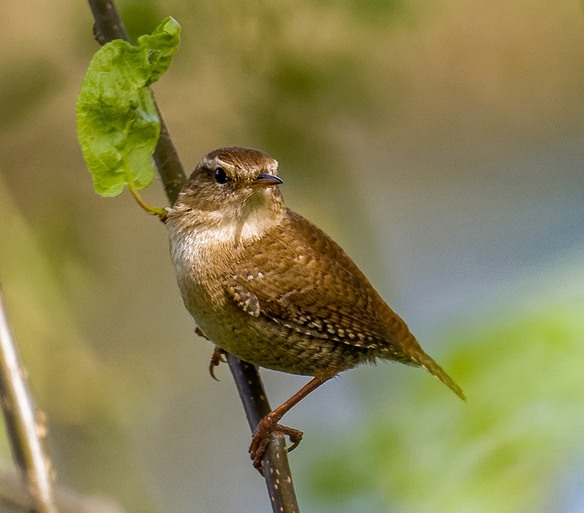 A wren at Burton Mere wetlands