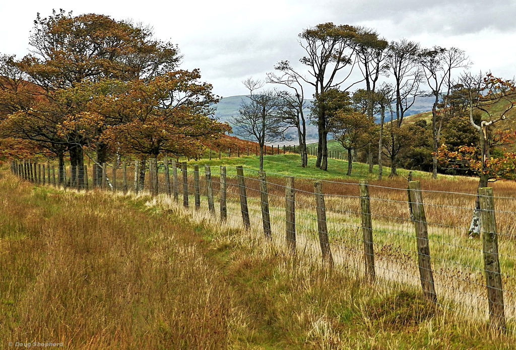 Following  the Fence (HFF Everyone)