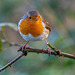 Robin