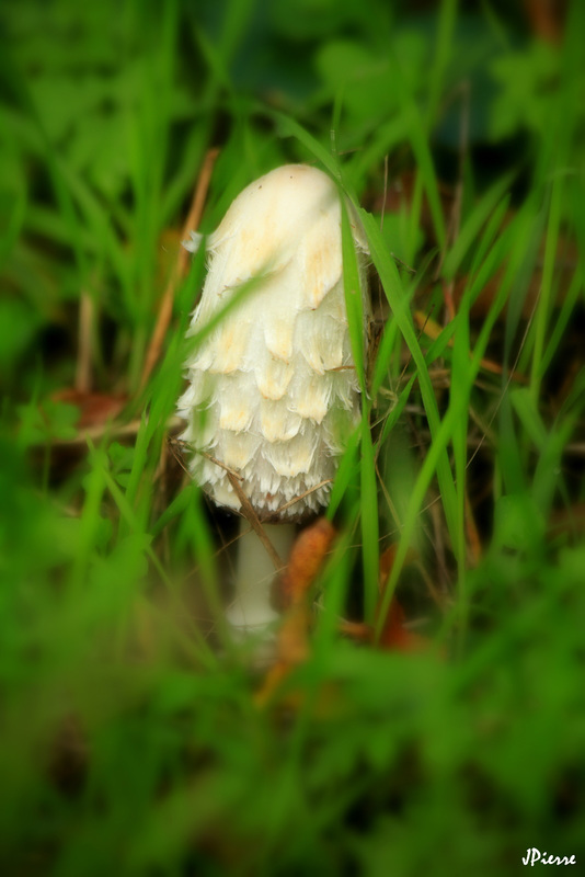 Coprin chevelu