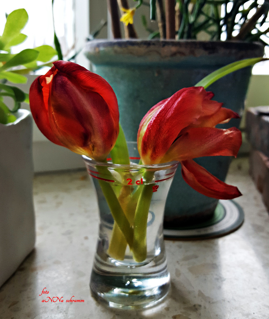 Heute 2cl Tulpen