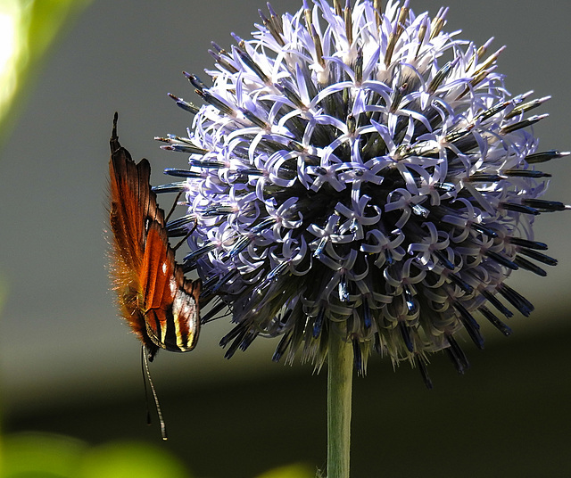 20210726 1980CPw [D~LIP] Tagpfauenauge (Inachis io), Banater Kugeldistel (Echinops bannaticus), Bad Salzuflen