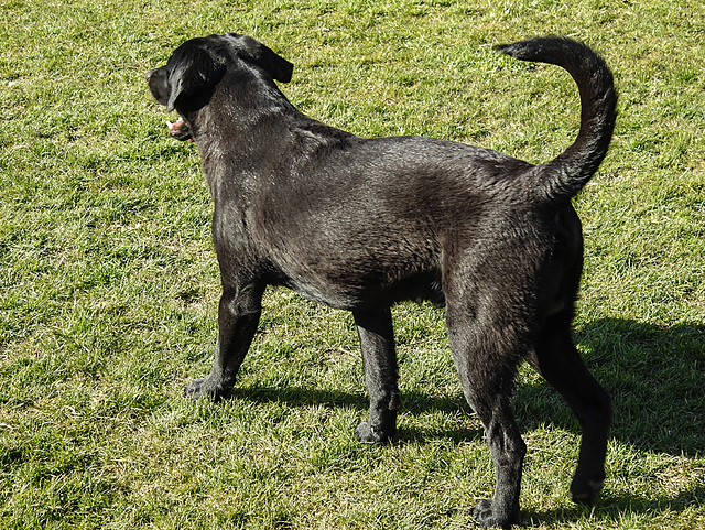20220312 0304CPw [D~MI] Benny, Hundewiese, Hille
