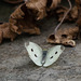 Large White Butterfly on stone