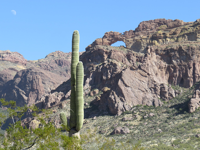 Saguaro And Arches