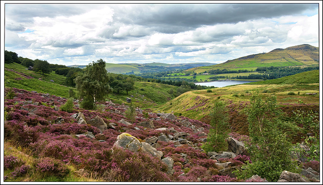 Beautiful Dovestone's