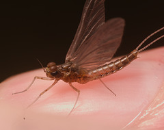 IMG 7618 Mayfly