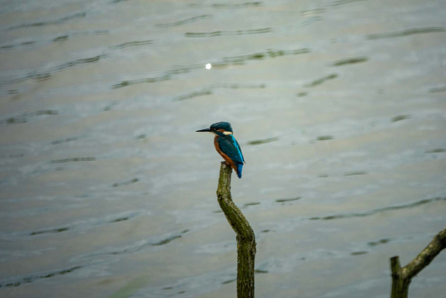 Kingfisher