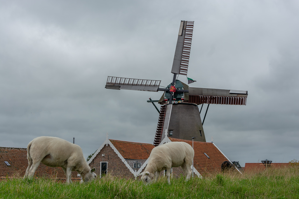 Texelschafe und Windmühle