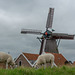 Texelschafe und Windmühle