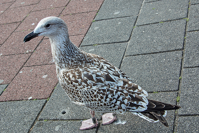 20140907 4881VRAw [NL] Möwwe, Terschelling