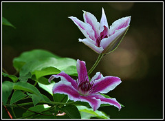 Clematis