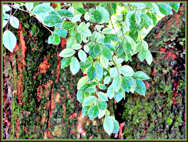 Leaves Over Trunk.