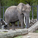 Elefant mit Spielgefährte