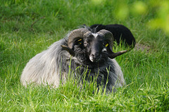 Heidschnuckenbock beim Wiederkäuen