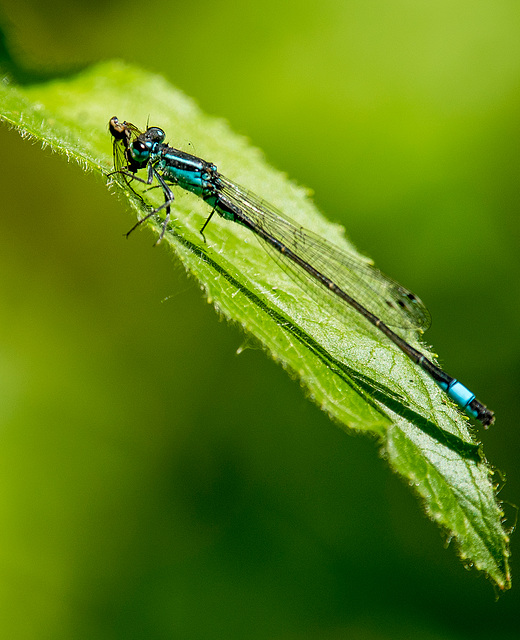 An azure damsel fly with its catch