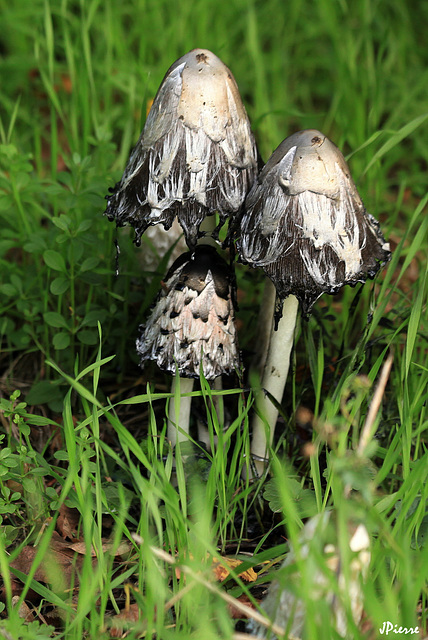 Coprinus comatus