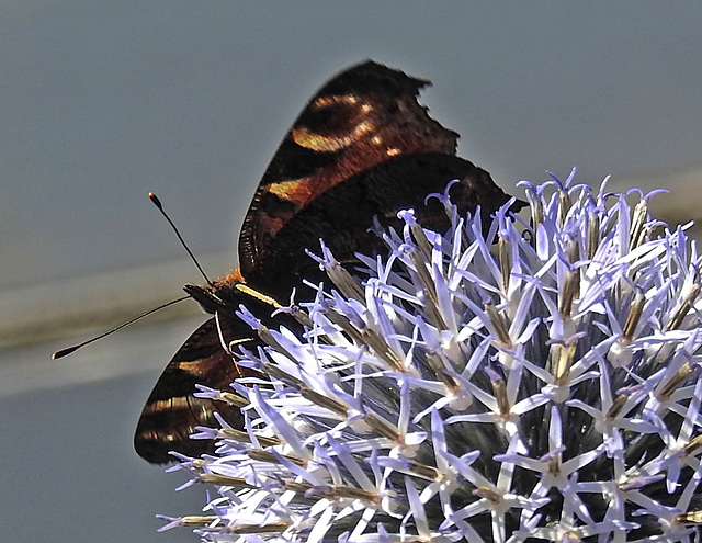 20210726 1981CPw [D~LIP] Tagpfauenauge (Inachis io), Banater Kugeldistel (Echinops bannaticus), Bad Salzuflen
