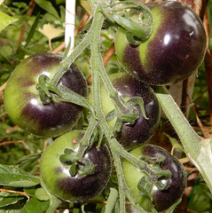Schwarze Tomate (Zuchtform,- keine Krankheit)