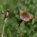 Meadow Brown Butterfly on thistle