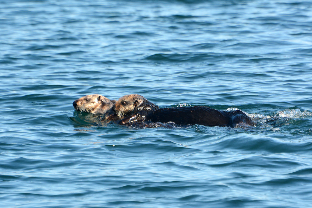 Alaska, Homer, A Pair of Sea Otters in Otter Bay