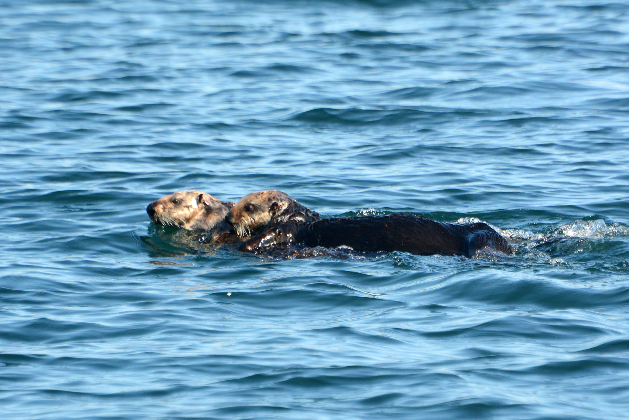 Alaska, Homer, A Pair of Sea Otters in Otter Bay