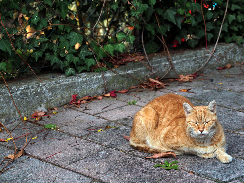 autumnal nap