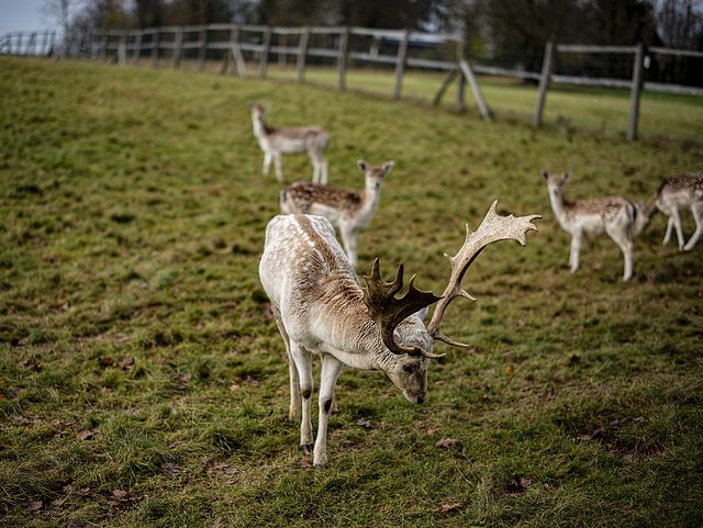 20231118_benneckenstein spaziergang