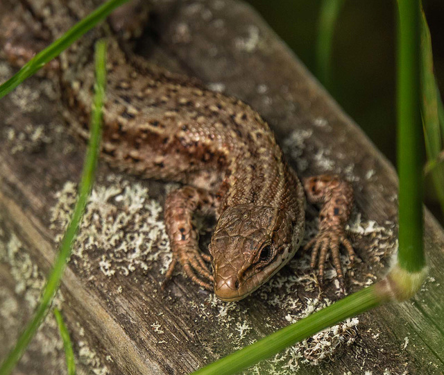 Common lizard