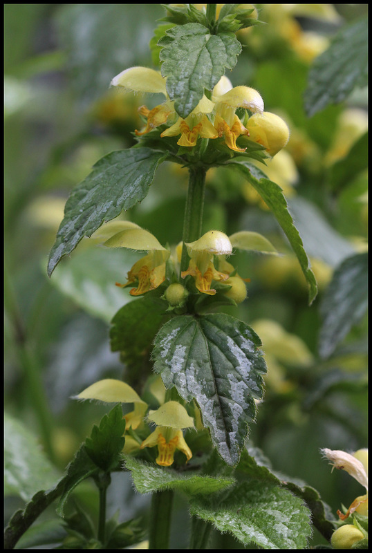 Lamium galeobdolon (3)