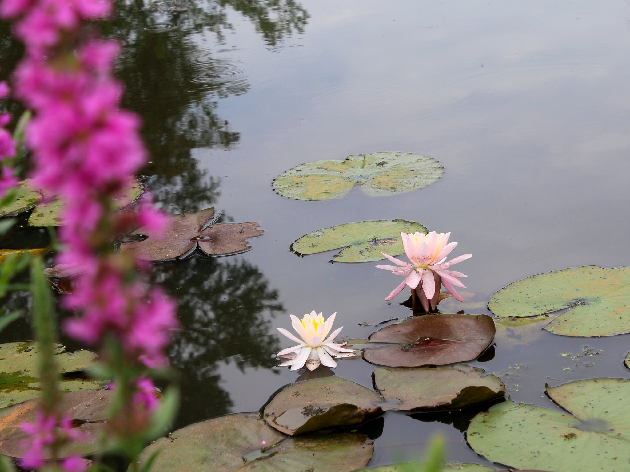 water lilies