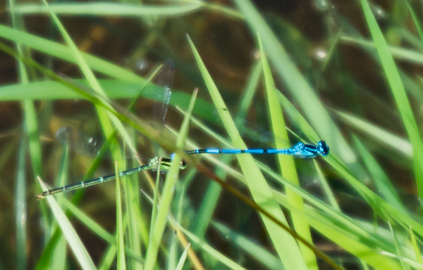 Azure Bluet - DSA 0496