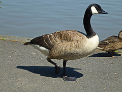 Canada Goose