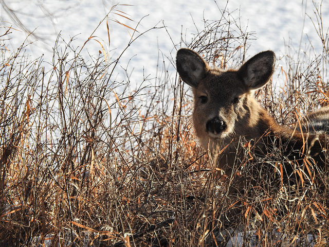 White-tailed Deer resting in the morning sun