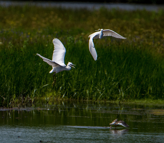 An egret argument3