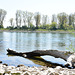 Der Rhein mit Niedrigwasser