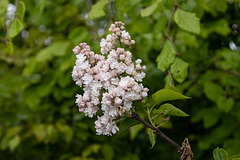 Lilas blancs