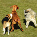 20220312 0306CPw [D~MI] Yoshi, Hundewiese, Hille