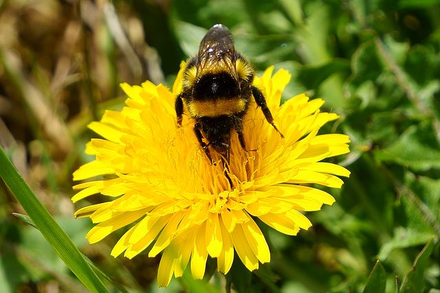 Hummel bei der Pollensuche II